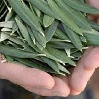 Oliven blade, 30 g, økologisk
