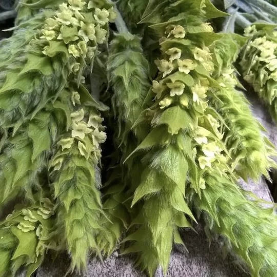 Bjergte, Sideritis Syriaca, 30 g øko