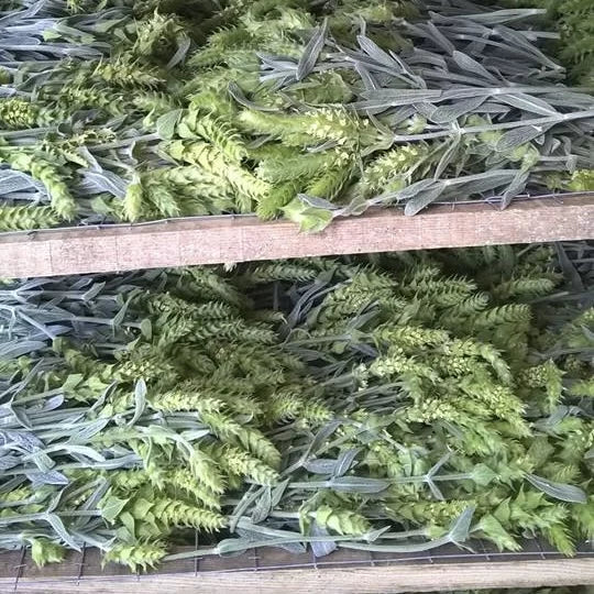 Bjergte, Sideritis Syriaca, 30 g øko