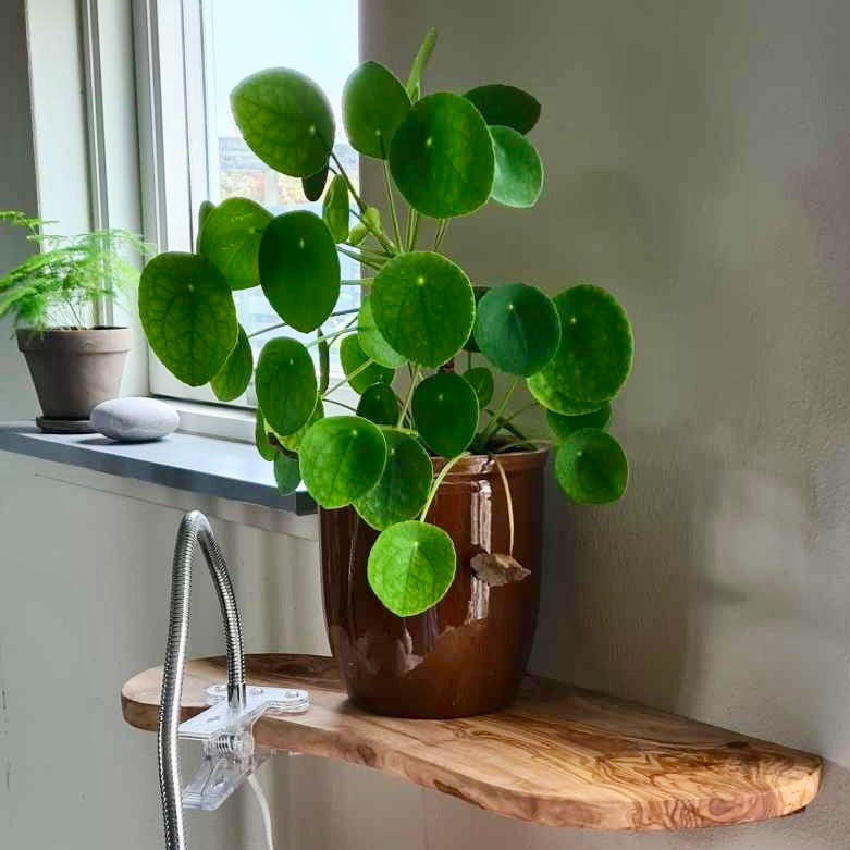 Hylder i oliventræ 25 - 55 cm