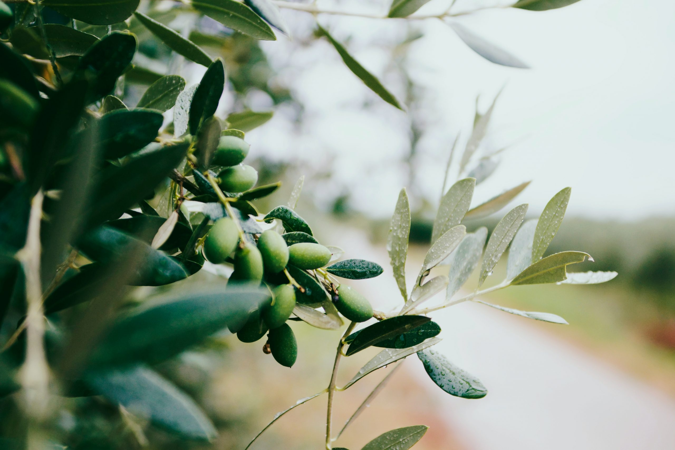 Derfor er olivenolie godt