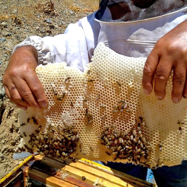 Honning høstes på Kreta, økologisk timian honning
