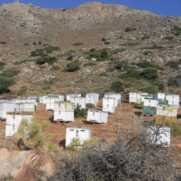 Bistader Grækenland, græsk økologisk honning