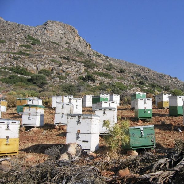 Timian honning fra Kreta