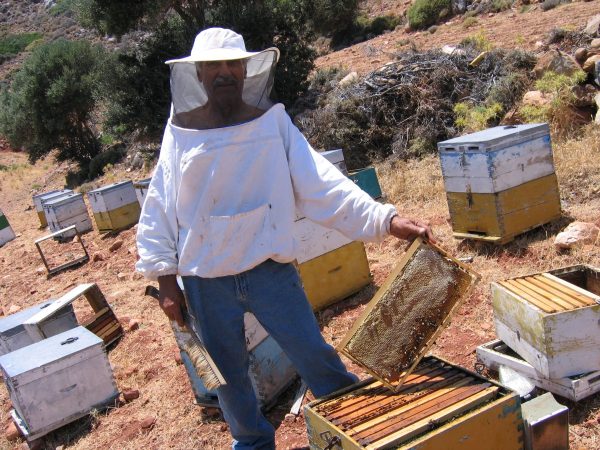 Græsk økologisk honning