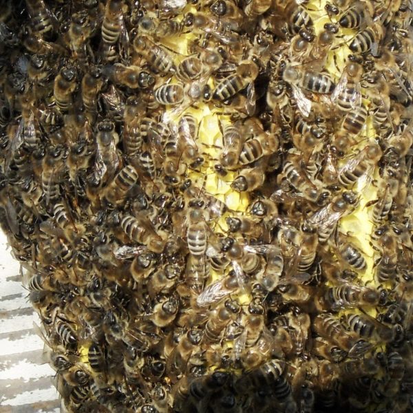 Honning fra Kreta